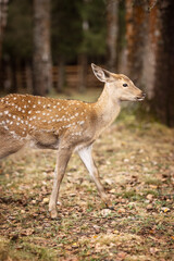 beautiful spotted deer on an autumn day in nature among hay