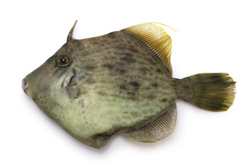 Threadsail filefish (called Kawahagi in Japan), very delicious Japanese sushi and sashimi ingredient