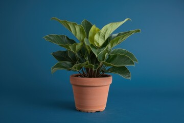 Obraz premium A vibrant green Anthurium clarinervium plant thrives in a terracotta pot against a deep blue backdrop.