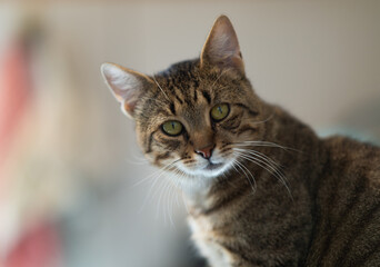 Portrait of a cat indoors