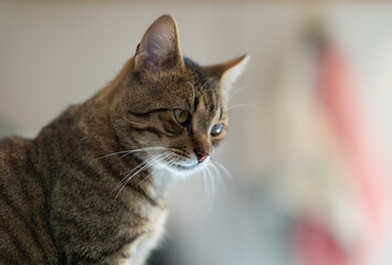 Portrait of a cat indoors