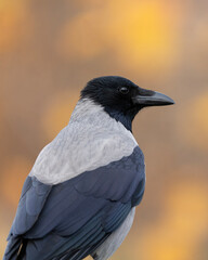 Hooded crow, portrait of a bird, Corvus cornix, vertical photo