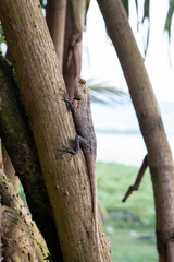 Oriental garden lizard in Sri Lanka, vertical photo