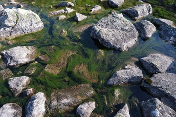 Green algae floating in stream in Valley of Gasienicowa Ponds, Tatras Mountains, Poland