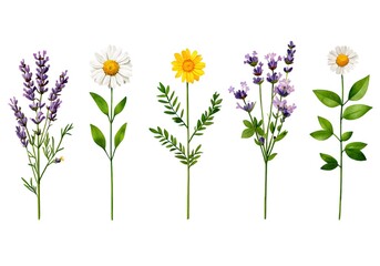 Fototapeta premium Wildflower collection set watercolor concept. Five illustrated flowers featuring lavender, daisies, and greenery on a white background.