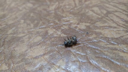 Little bees can't fly