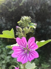 Purple savage flowers in the garden. Common mallow, Malva sylvestris blossoms in spring fields. heart-shaped flower petals.  