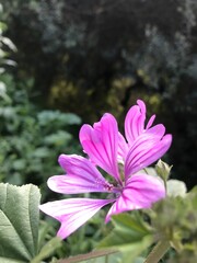 Purple savage flowers in the garden. Common mallow, Malva sylvestris blossoms in spring fields....