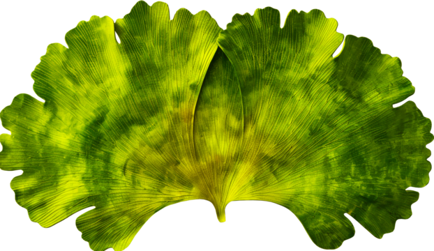 Fresh ginkgo biloba green leaf isolated on white to