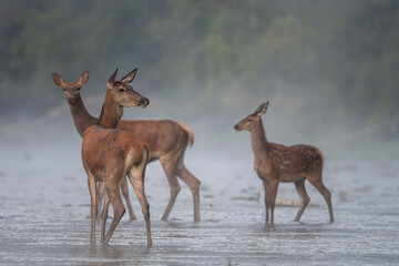 Red Deer, Cervus elaphus, in the river. Bieszczady Mountains, Poland.