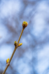 Close-up of delicate spring buds emerging on a slender branch against a blurred natural background, capturing the essence of new life and the vibrant beauty of nature's awakening