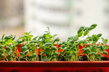 Small basil plants thriving in an orange pot on a bright windowsill, soaking up natural light for robust growth and healthy development, embodying the essence of home gardening