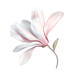 Fototapeta premium Pink Magnolia Blossom Artistic Render Abstract Background,