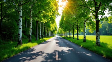 Obraz premium Sunlit Asphalt Roadway Lined with Lush Green Trees