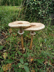 Unique mushrooms growing in a green grassy area with a backdrop of ivy in a natural setting