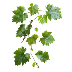 Vibrant Green Grapevine Leaves Isolated on Black Background Botanical Natural eco leaf lush stem    