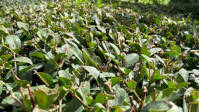 Close-up of the top of trimmed bushes.