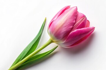 Fototapeta premium A surreal pink tulip, magically blooming, isolated against a pristine white background.
