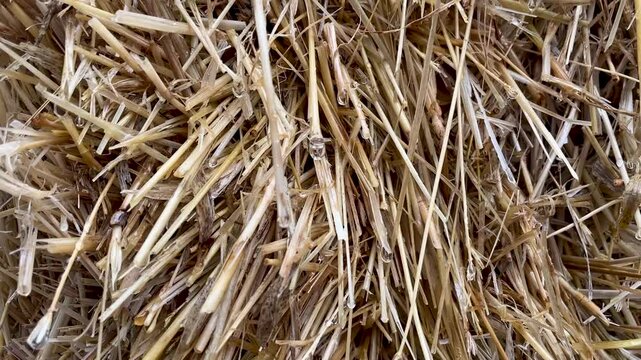 Close up a bale of hay group or haystack on agriculture farmin the rain