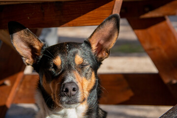 Portrait of a three-color hunting dog, black, white and brown in sunlight