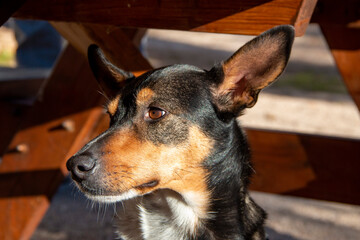 Portrait of a three-color hunting dog, black, white and brown in sunlight