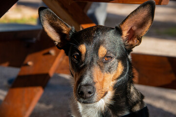 Portrait of a three-color hunting dog, black, white and brown in sunlight