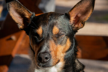 Portrait of a three-color hunting dog, black, white and brown in sunlight