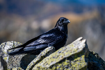 Common Raven, Corvus corax, on a rock in the Tatra Mountains, Poland.