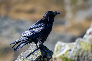 Common Raven, Corvus corax, on a rock in the Tatra Mountains, Poland.