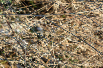 Close-up of dry plant stems with small buds in a winter field. Detailed view of intricate natural patterns in sunlight. Nature and seasonal concept for design and print
