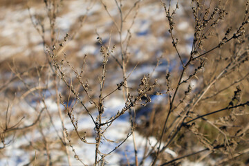 Dry plant stems with small buds in a winter field against a blurred snowy background. Nature and seasonal concept for outdoor design and print