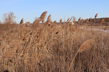 Golden dry reeds swaying in a winter field under a clear blue sky. Natural landscape highlighting seasonal vegetation and rural scenery. Nature and environmental concept for design and print