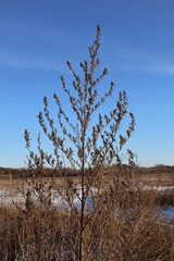 Single tall dry plant with seed heads in a winter field under a clear blue sky. Vertical composition highlighting seasonal vegetation in a rural landscape