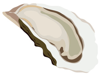 Fresh Oyster Seafood Illustration Isolated on White Background