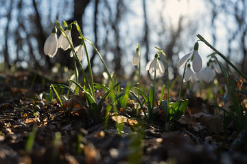 Snowdrops Galanthus nivalis in the forest close-up. Macro photography of snowdrops among fallen leaves in spring. Tender first flowers in bright sunlight. The concept of spring. Soft selective focus.