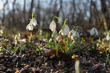 Snowdrops Galanthus nivalis in the forest close-up. Macro photography of snowdrops among fallen leaves in spring. Tender first flowers in bright sunlight. The concept of spring. Soft selective focus.