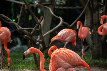 El flamenco común (Phoenicopterus roseus)2​ es una especie de ave phoenicopteriforme de la familia Phoenicopteridae que vive en los humedales de África, el sur de Europa y el sudoeste de Asia (hasta l