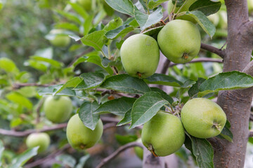 There are plenty of green apples hanging from the branches of an apple tree in the garden. Cultivation of eco-apples, production of apple juice.