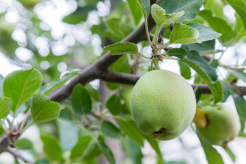 There are plenty of green apples hanging from the branches of an apple tree in the garden. Cultivation of eco-apples, production of apple juice.