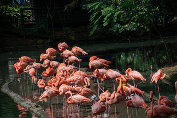 El flamenco común (Phoenicopterus roseus)2​ es una especie de ave phoenicopteriforme de la familia Phoenicopteridae que vive en los humedales de África, el sur de Europa y el sudoeste de Asia (hasta l