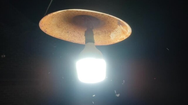 White light bulb at night surrounded by flies