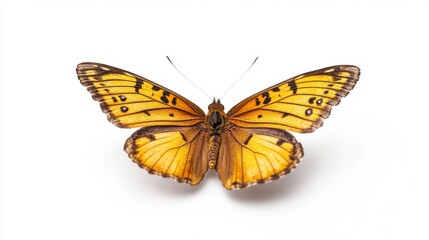 Golden Anglewing Butterfly: A vibrant orange and brown butterfly with intricate wing patterns, displayed in a detailed close-up showcasing its delicate features. 