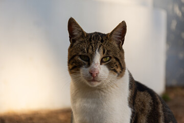 Portrait of a cat in close-up. A surprisingly expressive look. A cat in the warm rays of the setting sun. The cinnamon-white color of the cat in fashionable shades of 2025. Calm shadow background