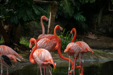 El flamenco común (Phoenicopterus roseus)2​ es una especie de ave phoenicopteriforme de la familia Phoenicopteridae que vive en los humedales de África, el sur de Europa y el sudoeste de Asia (hasta l