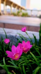 pink flower in the garden