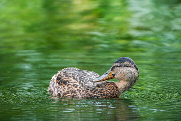 緑の綺麗な森で木々から日差し込む湖畔、カモが背中あたりの毛繕いしながら泳いでいる姿。カモは中央で背中に嘴。小さい丸い目で左側を見て居る、湖面は木々が映り込みグリーン色のグラデーションで横構図です。