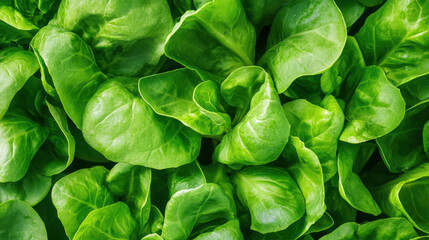 Fresh green lettuce leaves arranged closely, showcasing vibrant colors and natural textures.