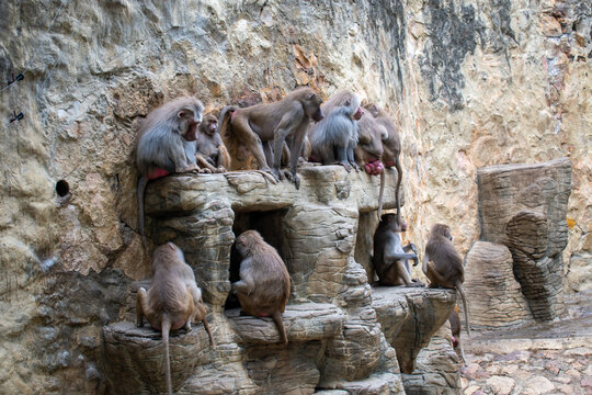 Los papiones o babuinos. Tras el mandril, son los mayores monos del Viejo Mundo, los primates m&aacute;s corpulentos de hecho si se except&uacute;an los grandes simios