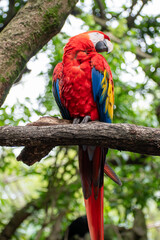 Los guacamayos son loros grandes que miden de 46 a 51 cm de largo y pesan de 285 a 287 en el maracaná grande y de 90 a 95 cm y 1.708 g en el guacamayo aliverde.