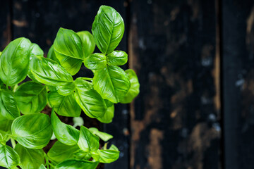 Fresh Green Basil Leaves on Dark Wooden Background, Top View, Copy Space